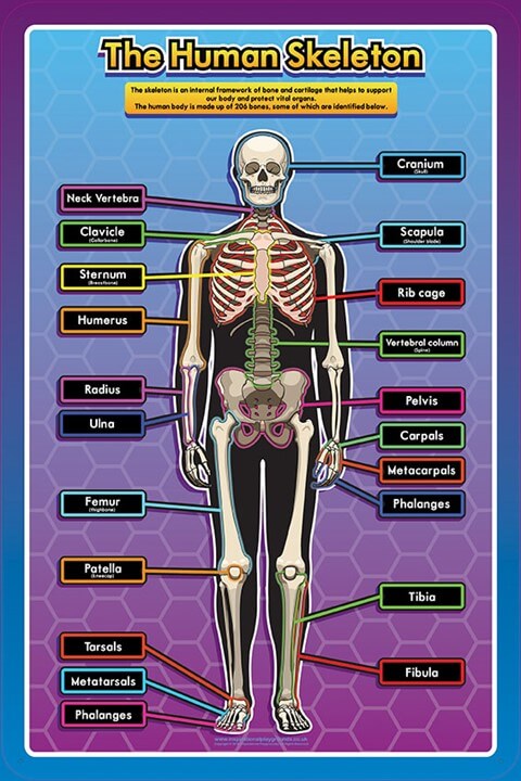 Science Anatomy Sign - Human Skeleton | MJSS EDUCATION